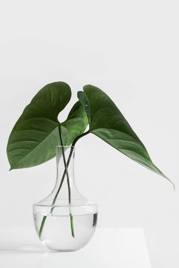 BO Studio WordPress Theme